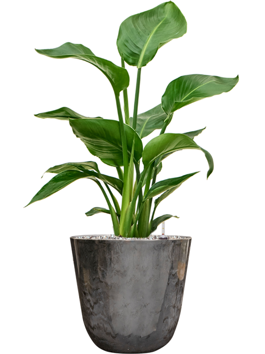 Strelitzia nicolai in Palermo Office Plant With Pot 65cm Height 21cm Dia