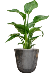 Strelitzia nicolai in Palermo Office Plant With Pot 65cm Height 21cm Dia