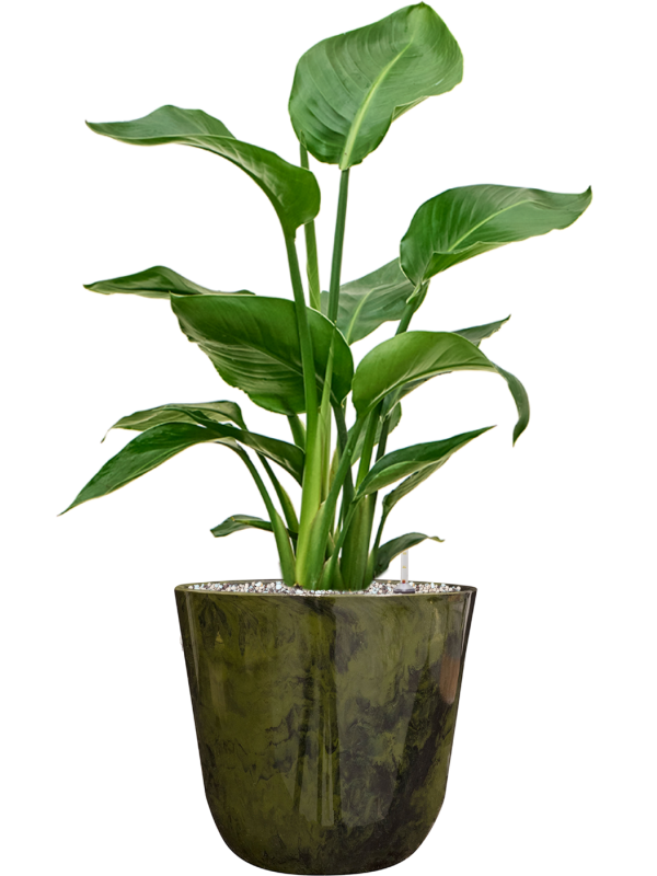 Strelitzia nicolai in Palermo Office Plant With Pot 65cm Height 21cm Dia