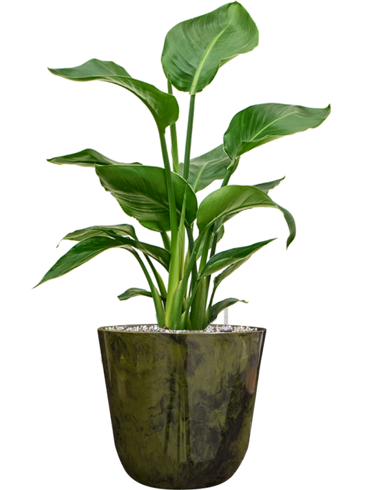 Strelitzia nicolai in Palermo Office Plant With Pot 65cm Height 21cm Dia