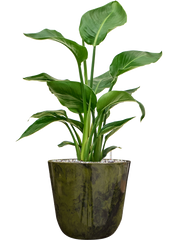 Strelitzia nicolai in Palermo Office Plant With Pot 65cm Height 21cm Dia