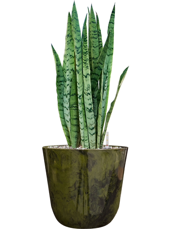 Sansevieria trifasciata 'Silver Mist' in Palermo Office Plant With Pot 61cm Height 21cm Dia