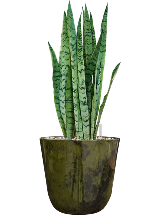 Sansevieria trifasciata 'Silver Mist' in Palermo Office Plant With Pot 61cm Height 21cm Dia