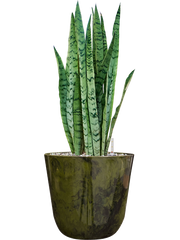 Sansevieria trifasciata 'Silver Mist' in Palermo Office Plant With Pot 61cm Height 21cm Dia