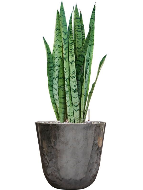 Sansevieria trifasciata 'Silver Mist' in Palermo Office Plant With Pot 61cm Height 21cm Dia