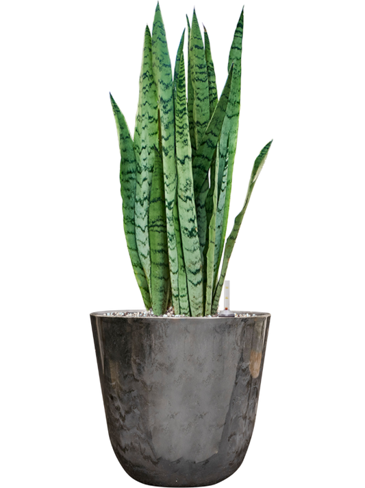 Sansevieria trifasciata 'Silver Mist' in Palermo Office Plant With Pot 61cm Height 21cm Dia