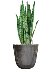 Sansevieria trifasciata 'Silver Mist' in Palermo Office Plant With Pot 61cm Height 21cm Dia