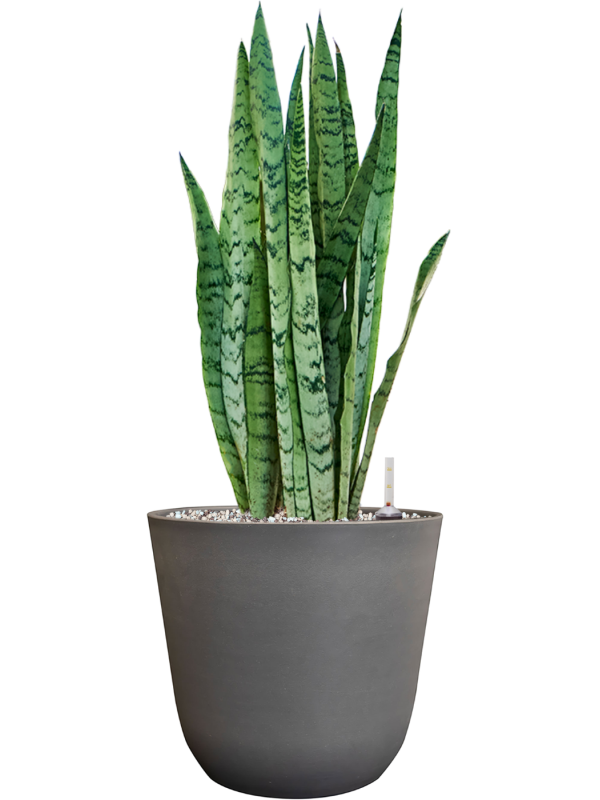 Sansevieria trifasciata 'Silver Mist' in Palermo Office Plant With Pot 61cm Height 21cm Dia