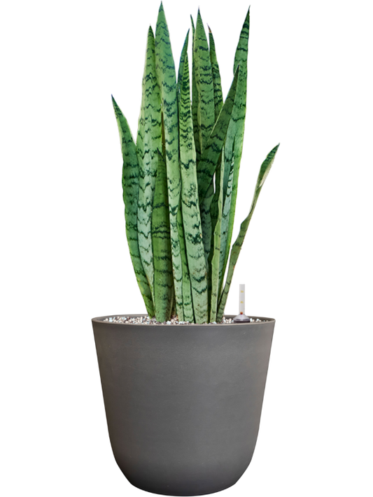 Sansevieria trifasciata 'Silver Mist' in Palermo Office Plant With Pot 61cm Height 21cm Dia