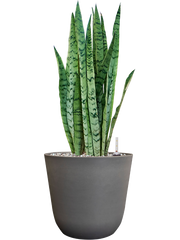 Sansevieria trifasciata 'Silver Mist' in Palermo Office Plant With Pot 61cm Height 21cm Dia