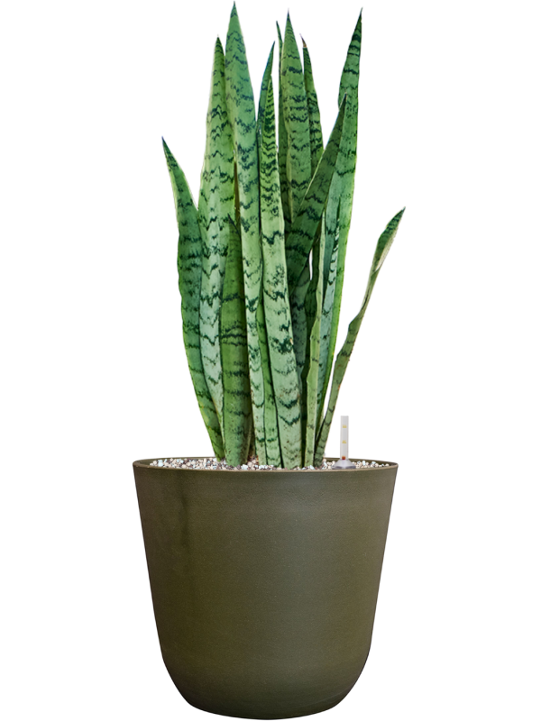 Sansevieria trifasciata 'Silver Mist' in Palermo Office Plant With Pot 61cm Height 21cm Dia