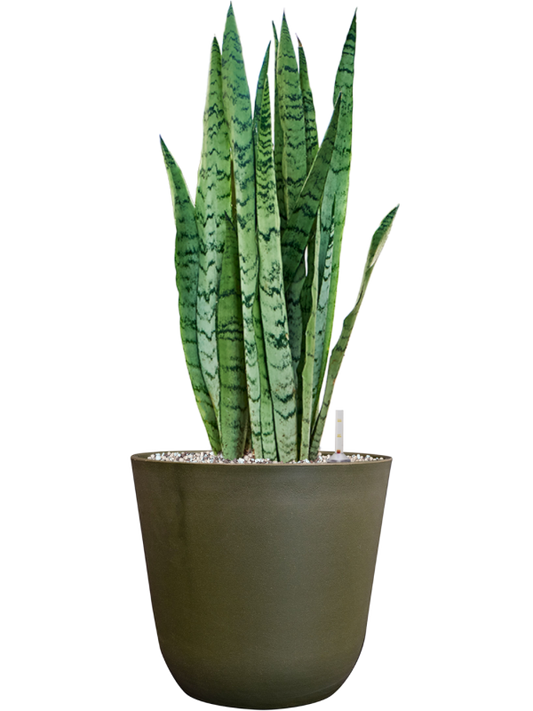 Sansevieria trifasciata 'Silver Mist' in Palermo Office Plant With Pot 61cm Height 21cm Dia