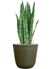 Sansevieria trifasciata 'Silver Mist' in Palermo Office Plant With Pot 61cm Height 21cm Dia