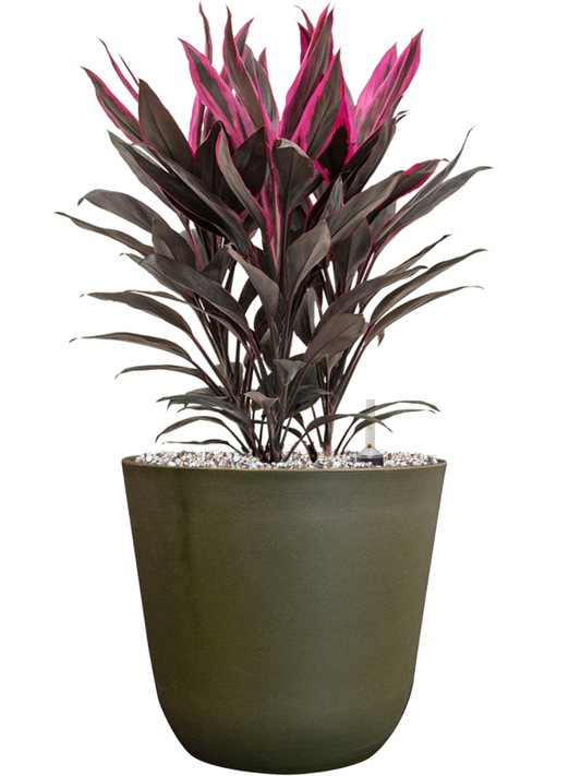 Cordyline fruticosa 'Tango' in Palermo Office Plant With Pot 52cm Height 21cm Dia