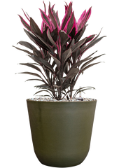 Cordyline fruticosa 'Tango' in Palermo Office Plant With Pot 52cm Height 21cm Dia