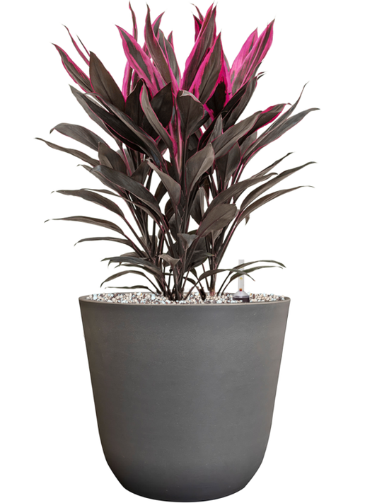 Cordyline fruticosa 'Tango' in Palermo Office Plant With Pot 52cm Height 21cm Dia