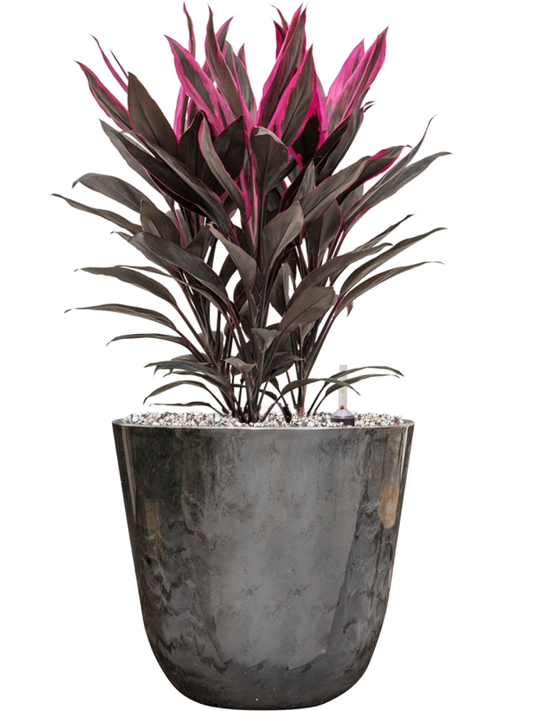 Cordyline fruticosa 'Tango' in Palermo Office Plant With Pot 53cm Height 21cm Dia