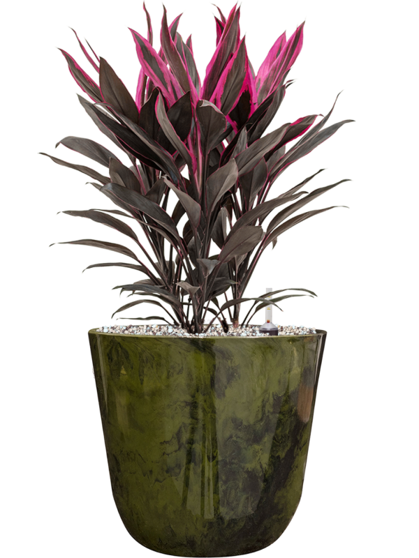 Cordyline fruticosa 'Tango' in Palermo Office Plant With Pot 52cm Height 21cm Dia