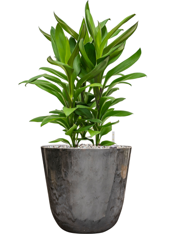 Cordyline fruticosa' Glauca' in Palermo Office Plant With Pot 57cm Height 21cm Dia