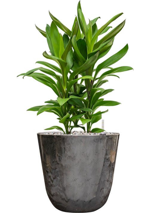 Cordyline fruticosa' Glauca' in Palermo Office Plant With Pot 57cm Height 21cm Dia