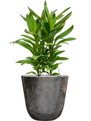 Cordyline fruticosa' Glauca' in Palermo Office Plant With Pot 57cm Height 21cm Dia