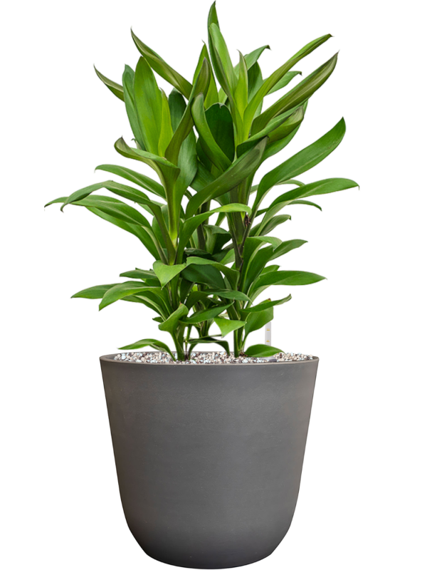 Cordyline fruticosa' Glauca' in Palermo Office Plant With Pot 57cm Height 21cm Dia