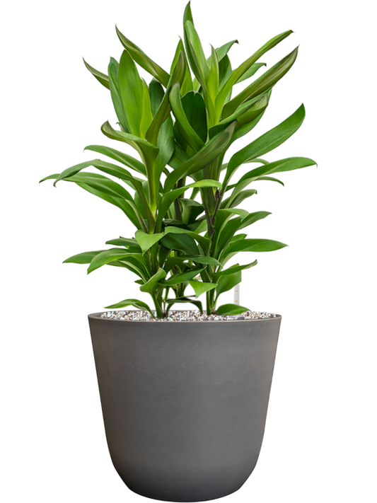 Cordyline fruticosa' Glauca' in Palermo Office Plant With Pot 57cm Height 21cm Dia