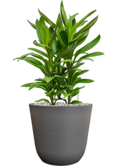 Cordyline fruticosa' Glauca' in Palermo Office Plant With Pot 57cm Height 21cm Dia