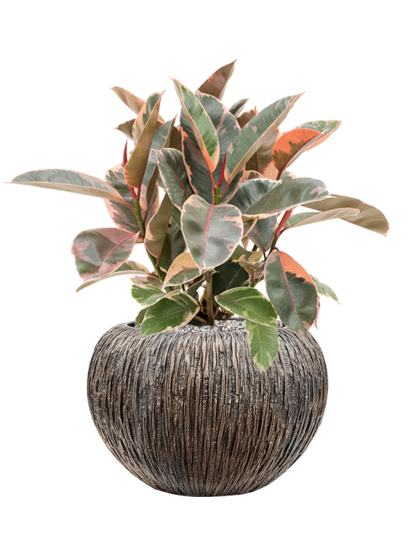 Ficus elastica 'Belize' in Baq Luxe Lite Universe Waterfall Office Plant With Pot 58cm Height 21cm Dia