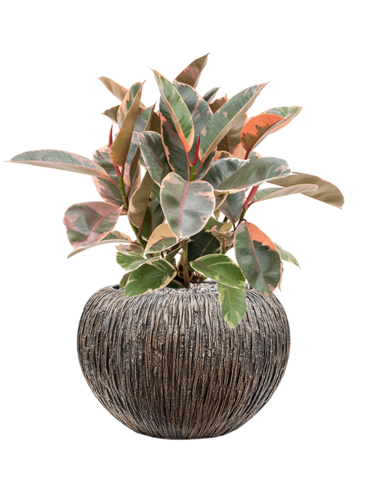 Ficus elastica 'Belize' in Baq Luxe Lite Universe Waterfall Office Plant With Pot 58cm Height 21cm Dia