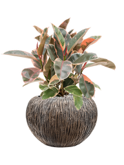 Ficus elastica 'Belize' in Baq Luxe Lite Universe Waterfall Office Plant With Pot 58cm Height 21cm Dia