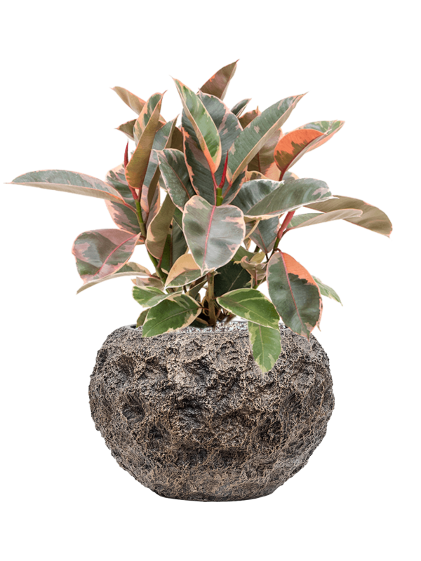 Ficus elastica 'Belize' in Baq Luxe Lite Universe Moon Office Plant With Pot 58cm Height 24cm Dia