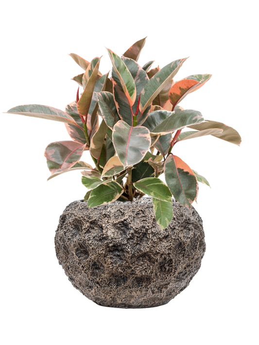 Ficus elastica 'Belize' in Baq Luxe Lite Universe Moon Office Plant With Pot 58cm Height 24cm Dia