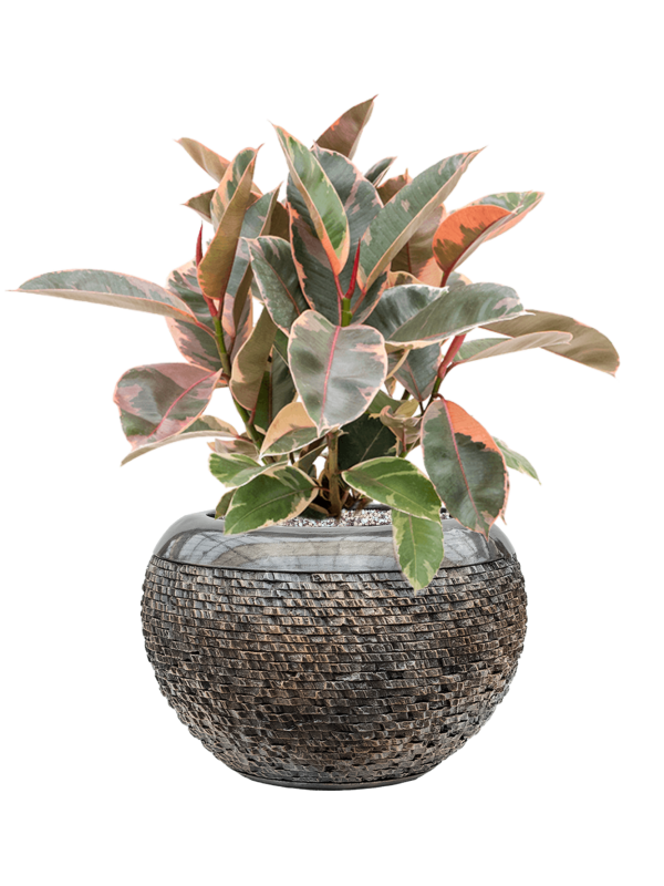 Ficus elastica 'Belize' in Baq Luxe Lite Universe Layer Office Plant With Pot 58cm Height 21cm Dia