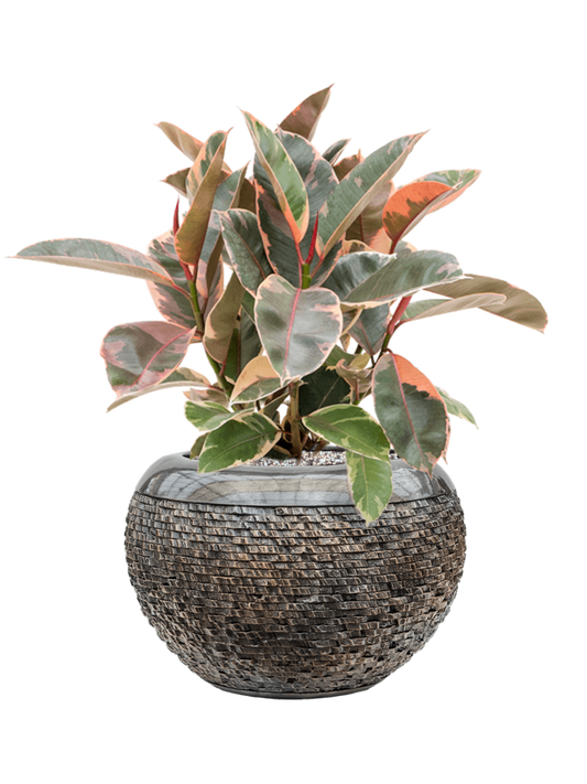 Ficus elastica 'Belize' in Baq Luxe Lite Universe Layer Office Plant With Pot 58cm Height 21cm Dia