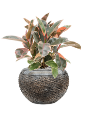 Ficus elastica 'Belize' in Baq Luxe Lite Universe Layer Office Plant With Pot 58cm Height 21cm Dia