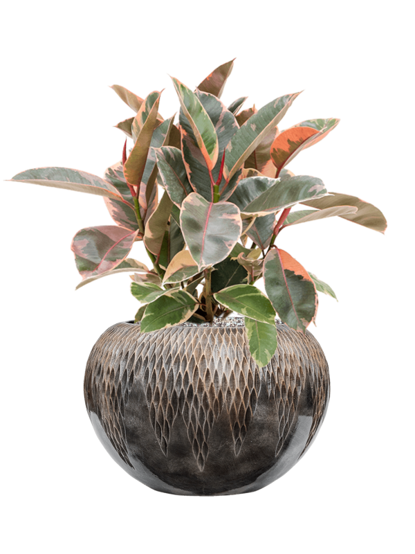 Ficus elastica 'Belize' in Baq Luxe Lite Universe Comet Office Plant With Pot 59cm Height 21cm Dia