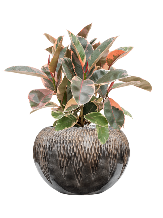 Ficus elastica 'Belize' in Baq Luxe Lite Universe Comet Office Plant With Pot 59cm Height 21cm Dia