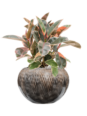 Ficus elastica 'Belize' in Baq Luxe Lite Universe Comet Office Plant With Pot 59cm Height 21cm Dia