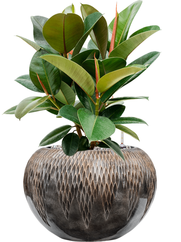 Ficus elastica 'Robusta' in Baq Luxe Lite Universe Comet Office Plant With Pot 59cm Height 21cm Dia