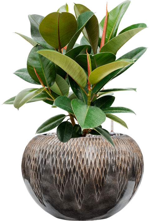 Ficus elastica 'Robusta' in Baq Luxe Lite Universe Comet Office Plant With Pot 59cm Height 21cm Dia