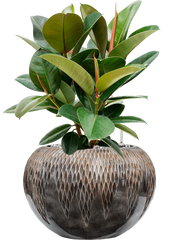 Ficus elastica 'Robusta' in Baq Luxe Lite Universe Comet Office Plant With Pot 59cm Height 21cm Dia