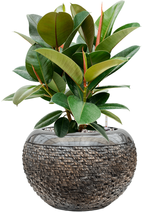 Ficus elastica 'Robusta' in Baq Luxe Lite Universe Layer Office Plant With Pot 59cm Height 21cm Dia