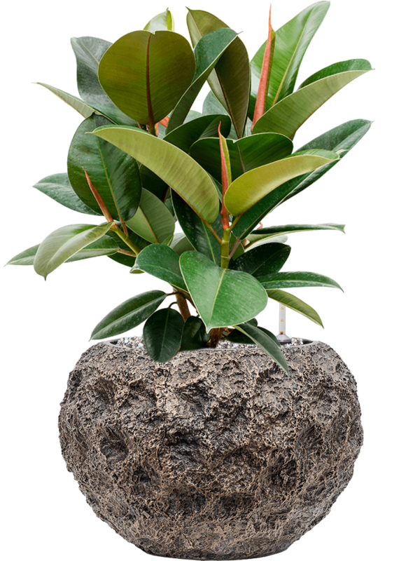 Ficus elastica 'Robusta' in Baq Luxe Lite Universe Moon Office Plant With Pot 59cm Height 24cm Dia