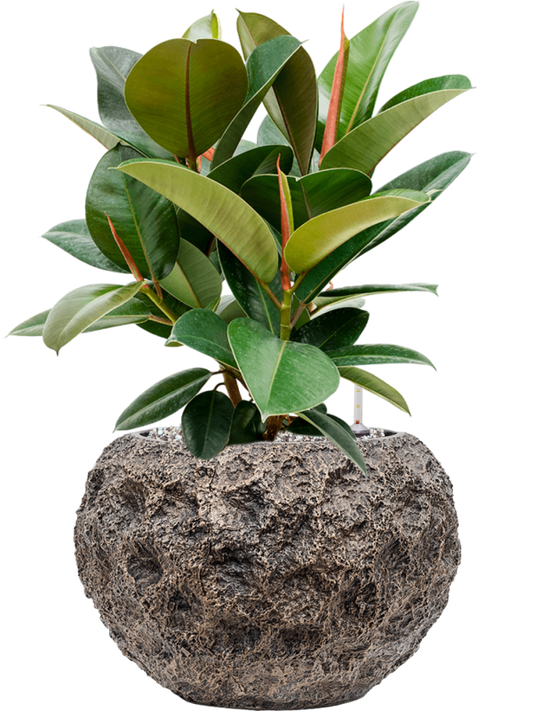 Ficus elastica 'Robusta' in Baq Luxe Lite Universe Moon Office Plant With Pot 59cm Height 24cm Dia