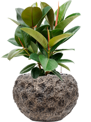 Ficus elastica 'Robusta' in Baq Luxe Lite Universe Moon Office Plant With Pot 59cm Height 24cm Dia