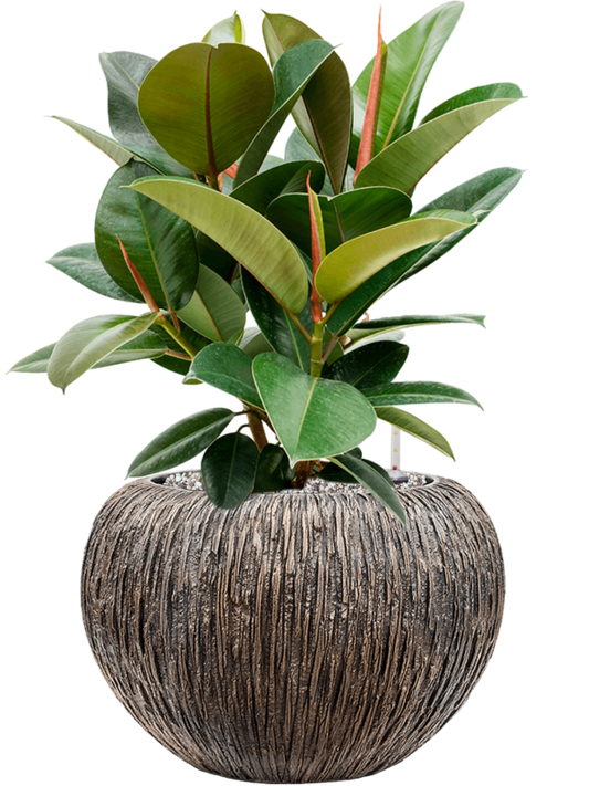 Ficus 'Robusta' in Baq Luxe Lite Universe Waterfall Office Plant With Pot 59cm Height 21cm Dia