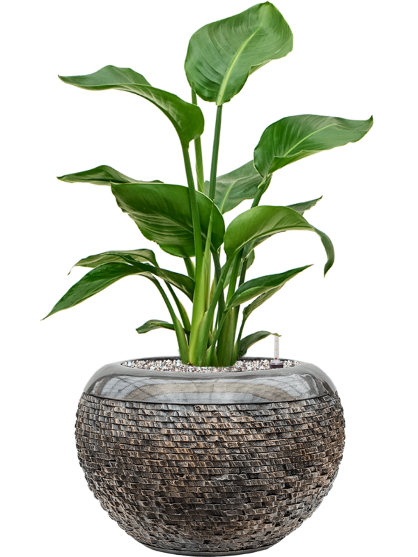 Strelitzia nicolai in Baq Luxe Lite Universe Layer Office Plant With Pot 66cm Height 21cm Dia