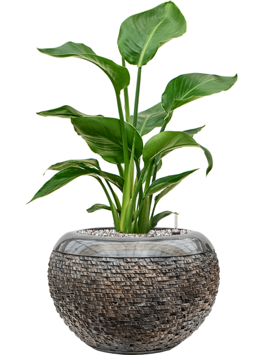 Strelitzia nicolai in Baq Luxe Lite Universe Layer Office Plant With Pot 66cm Height 21cm Dia