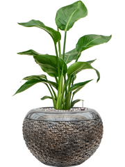 Strelitzia nicolai in Baq Luxe Lite Universe Layer Office Plant With Pot 66cm Height 21cm Dia